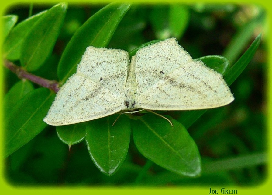 Scopula flaccidaria - alföldi sávosaraszoló