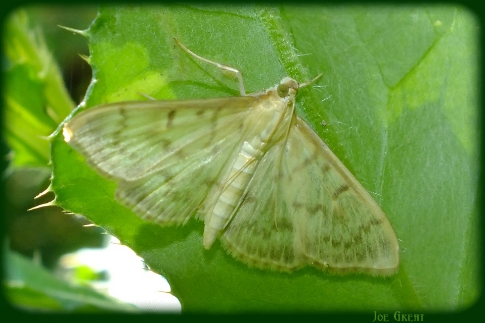 Patania ruralis - csalánevő tűzmoly