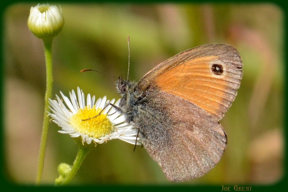 Coenonympha pamphilus - kis szénalepke