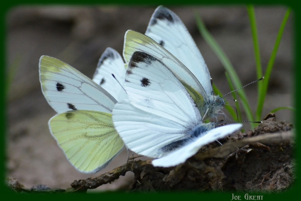 Pieris napi - repcelepke