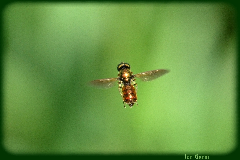 Chloromyia formosa - közönséges fémeslégy