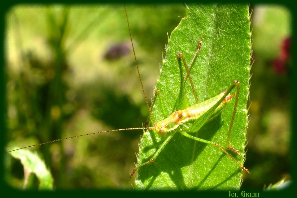 Leptophyes albovittata - közönséges virágszöcske