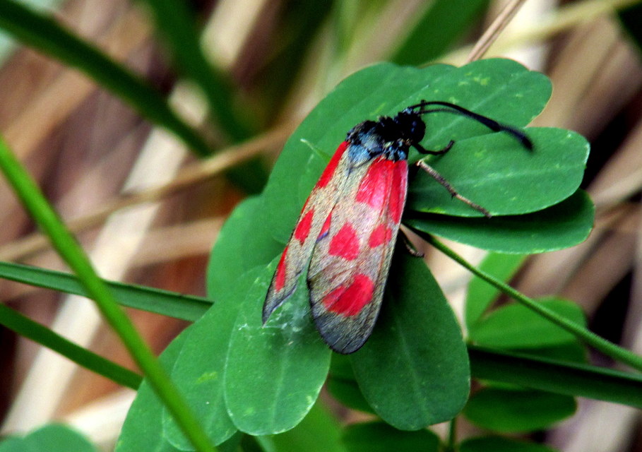 Zygaena loti - közönséges csüngőlepke