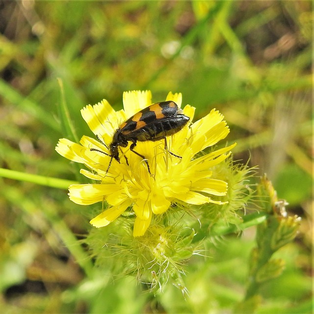 Mylabris pannonica - pannon hólyaghúzó Mylabris pannonica - pannon hólyaghúzó
