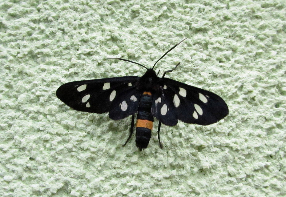 Amata phegea - fehérpettyes álcsüngőlepke