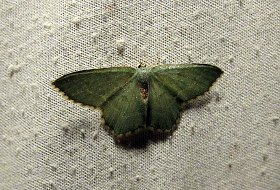 Hemithea aestivaria - nyír-zöldaraszoló