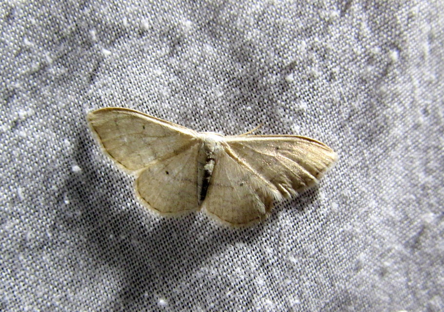 Idaea straminata - szalmasárga sávosaraszoló