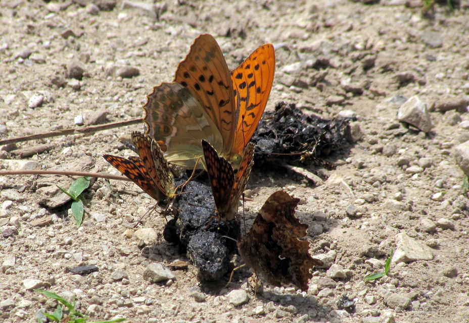 Argynnis paphia - nagy gyöngyházlepke