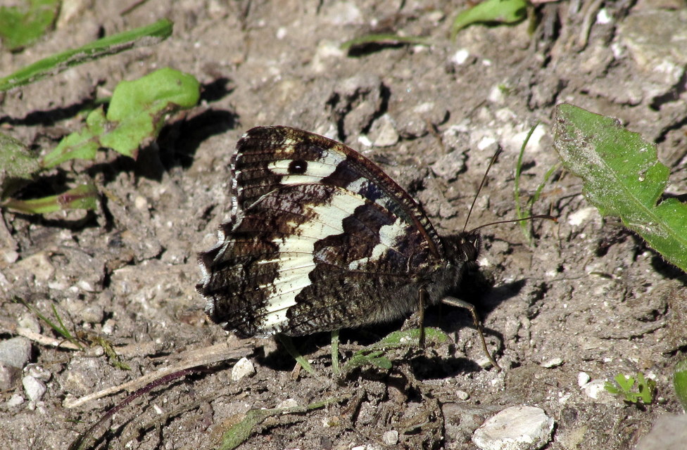 Brintesia circe - fehéröves szemeslepke