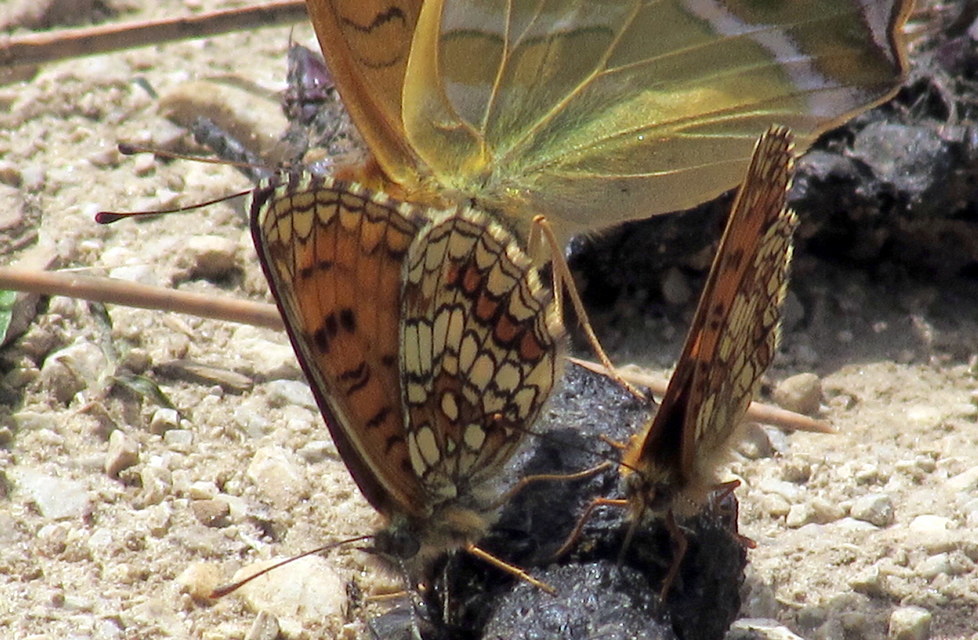 Melitaea athalia - közönséges tarkalepke