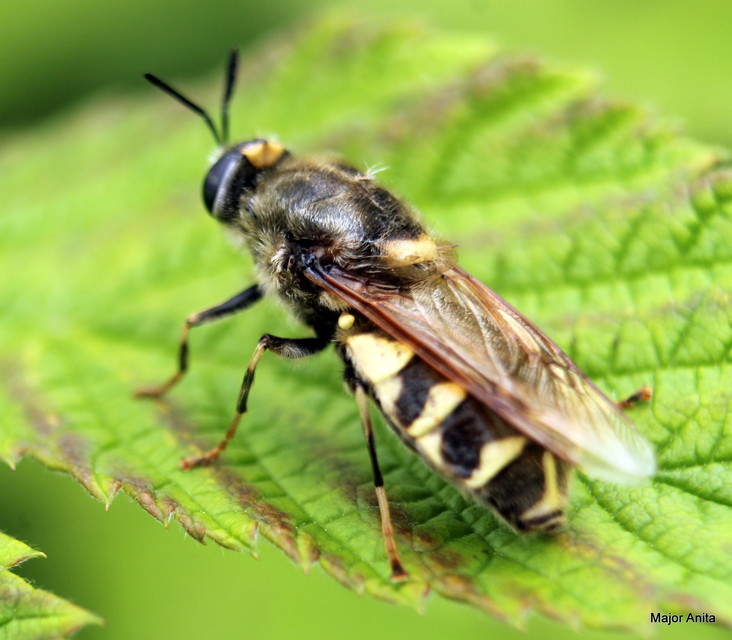 Stratiomys