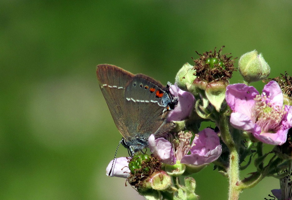 Satyrium spini - kökény-csücsköslepke