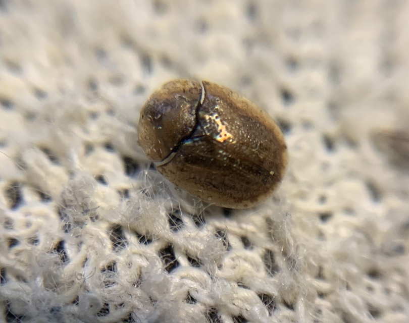 Hypocassida subferruginea - közönséges bordáspajzsbogár