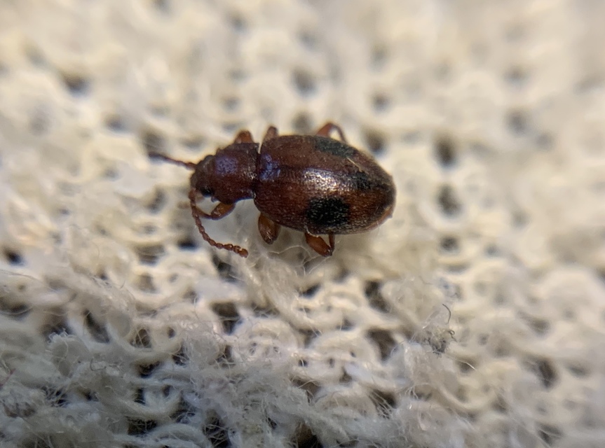Dapsa denticollis - fogasnyakú álböde