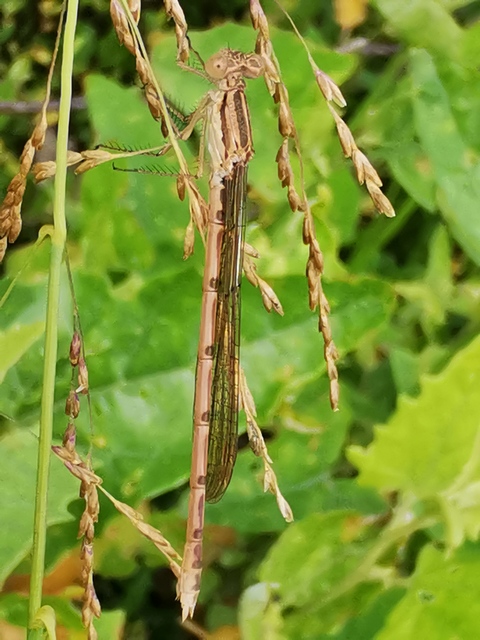 Sympecma fusca - téli rablószitakötő
