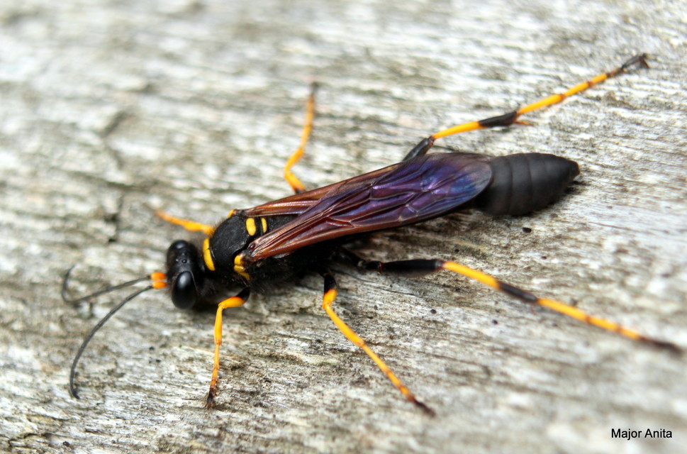 Sceliphron caementarium - feketenyelű lopódarázs