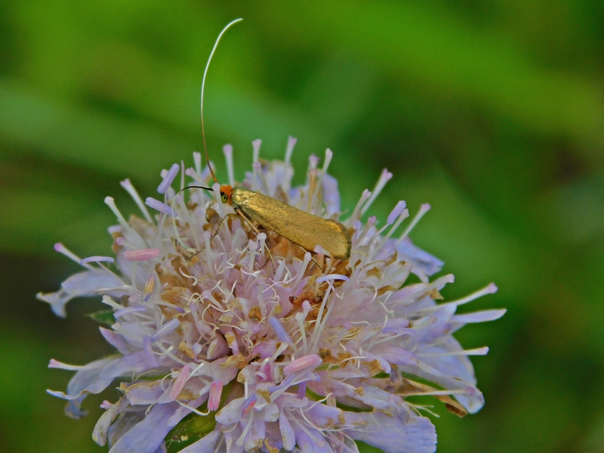 Nemophora metallica - fémszínű tőrösmoly