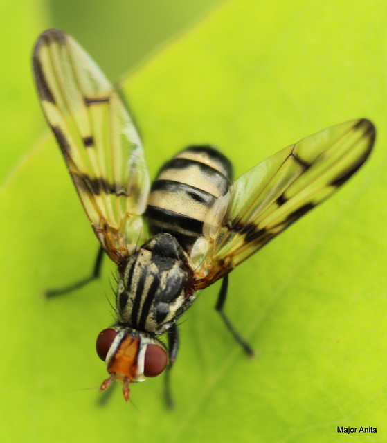 Otites formosa