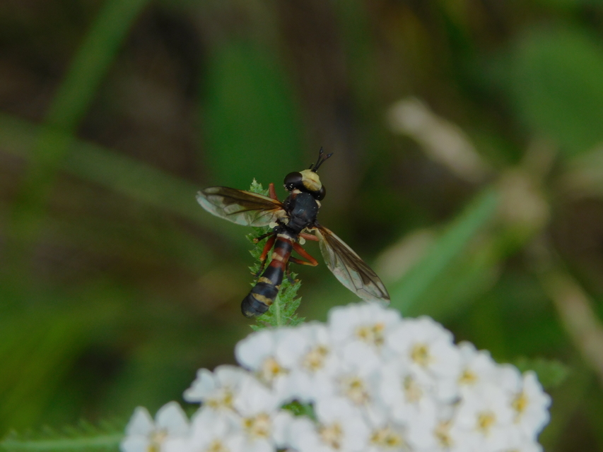 Physocephala