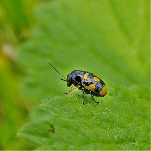 Cryptocephalus anticus - réti zömökbogár