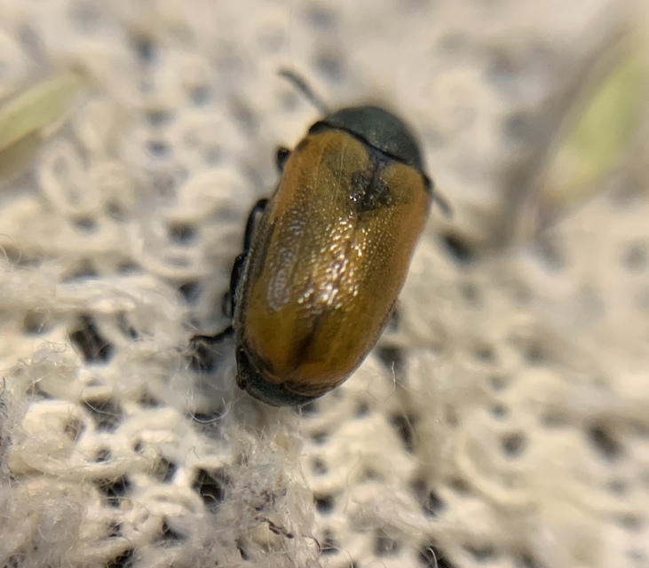 Labidostomis longimana - zöldnyakú zsákbogár Labidostomis longimana - zöldnyakú zsákbogár