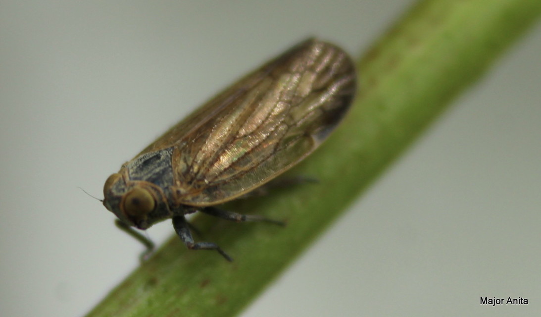 Cixiidae - recéskabócák
