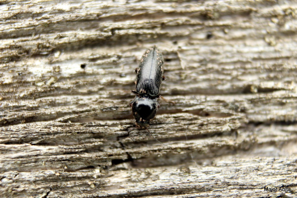 Dicronychus