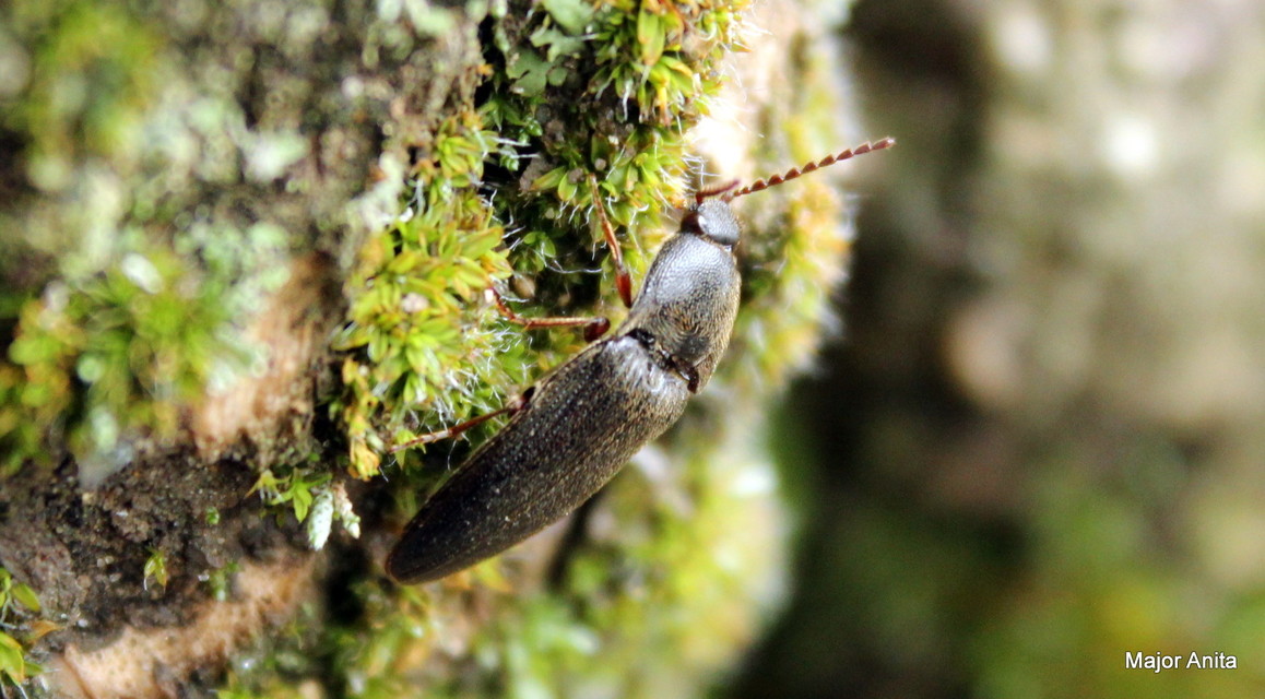 Melanotus