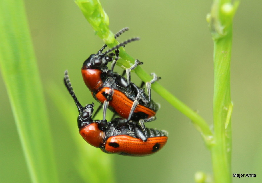 Crioceris quinquepunctata - ötpontos spárgabogár