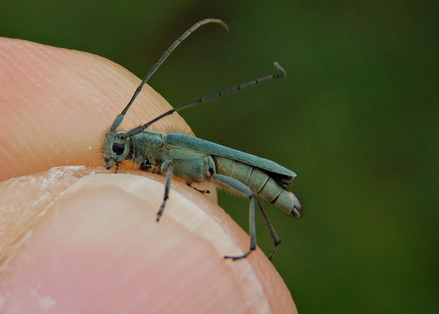 Phytoecia coerulescens - kígyósziszcincér