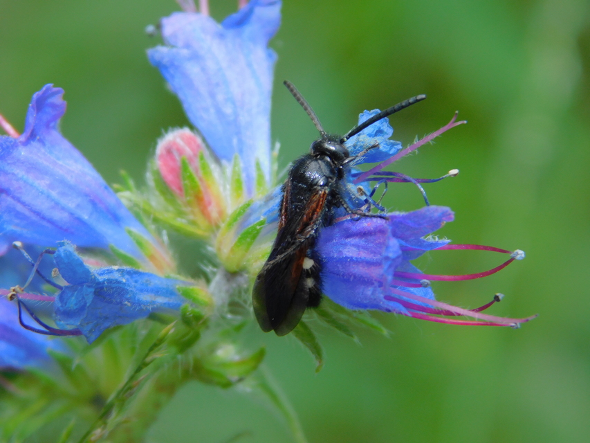 Scolia sexmaculata - négyfoltos tőrösdarázs