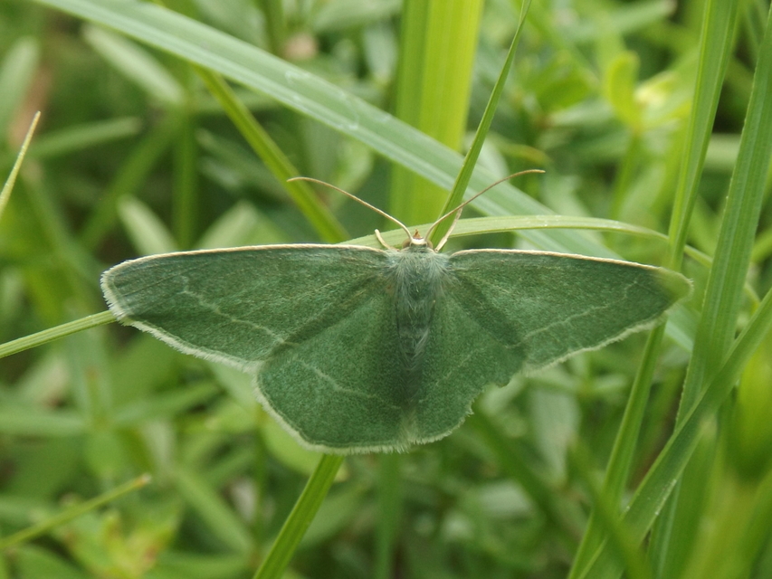 Chlorissa viridata - üdezöld araszoló