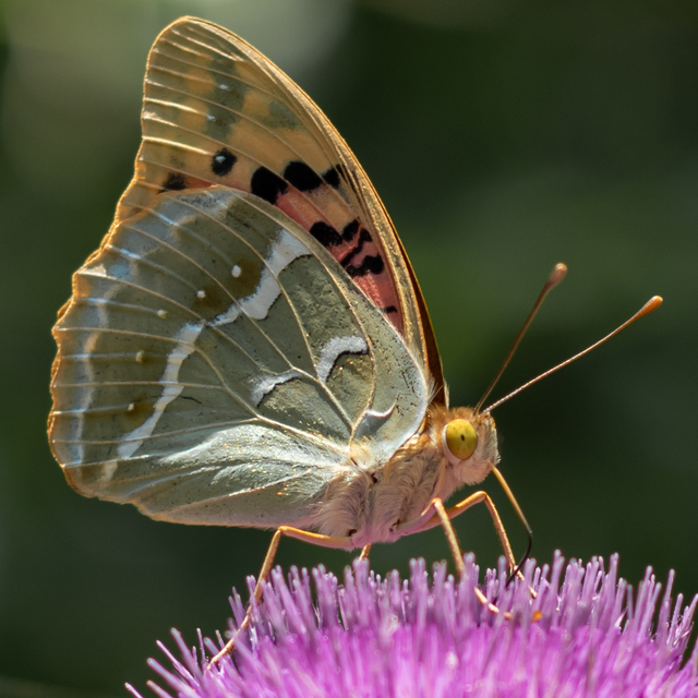 Argynnis pandora - zöldes gyöngyházlepke