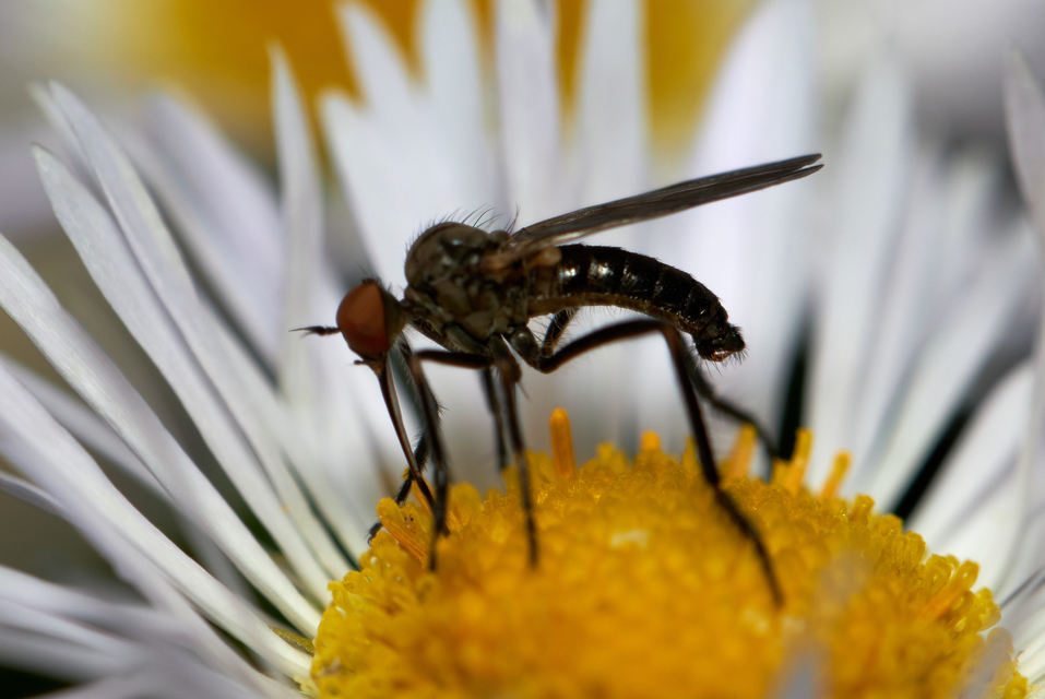Empididae - táncoslegyek