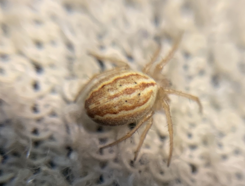 Larinia bonneti