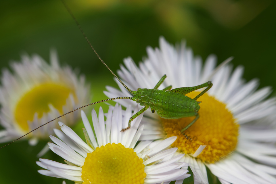 Leptophyes