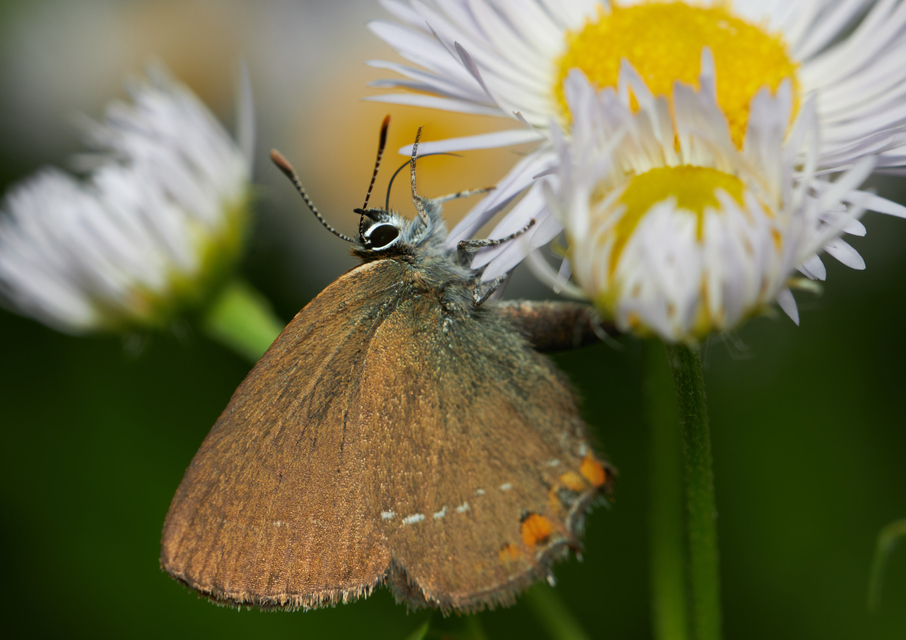 Satyrium acaciae - akác-csücsköslepke