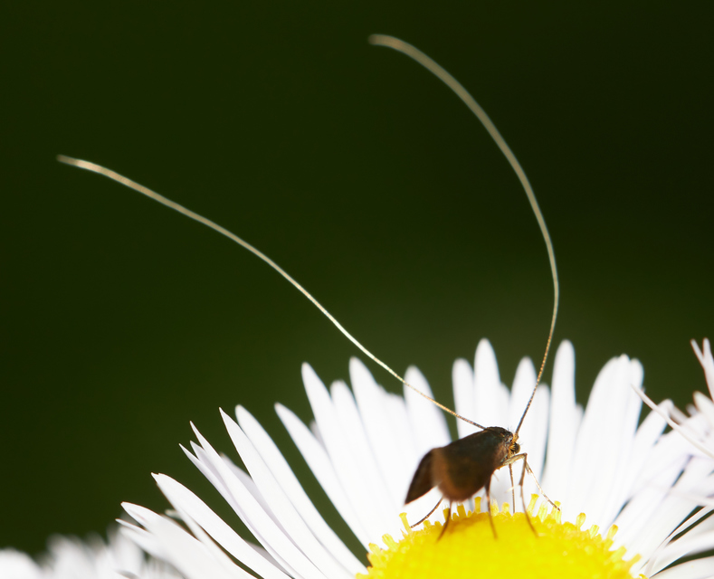Nemophora metallica - fémszínű tőrösmoly