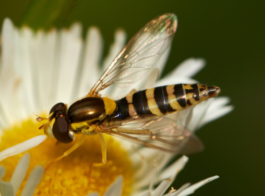 Sphaerophoria scripta - tarka darázslégy