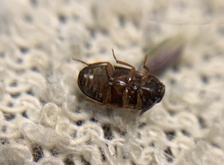 Mycetophagus piceus - hegyi gombabogár