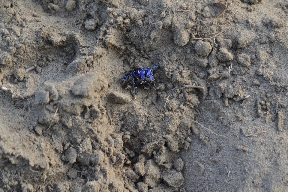 Anoplotrupes stercorosus - erdei álganéjtúró