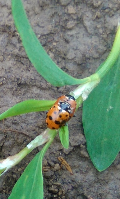 Hippodamia tredecimpunctata - mocsári katica