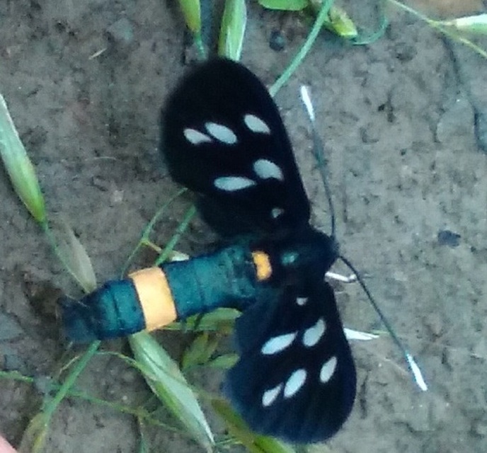 Amata phegea - fehérpettyes álcsüngőlepke