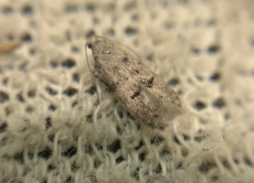 Teleiodes vulgella - galagonya-borzasmoly