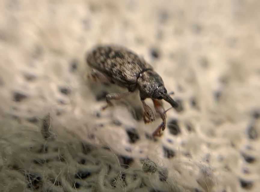 Dorytomus taeniatus - kecskefűz-hangormányos