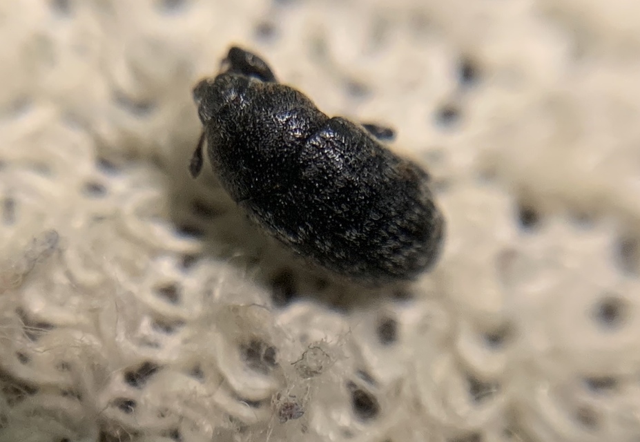 Larinus obtusus - imola-púderbarkó