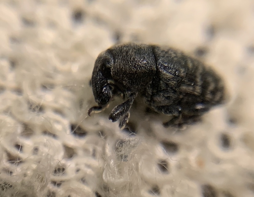 Larinus obtusus - imola-púderbarkó