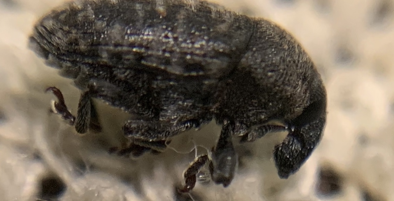 Larinus obtusus - imola-púderbarkó