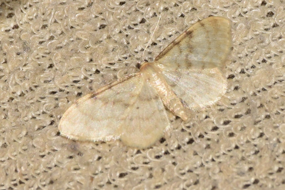 Idaea fuscovenosa - szürkeszélű apróaraszoló