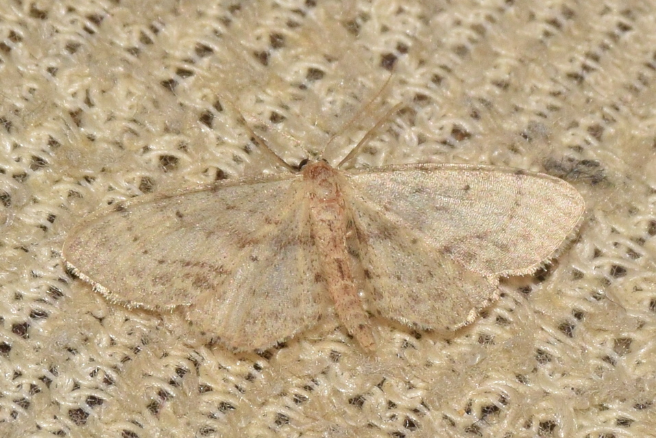 Idaea dimidiata - gyakori apróaraszoló